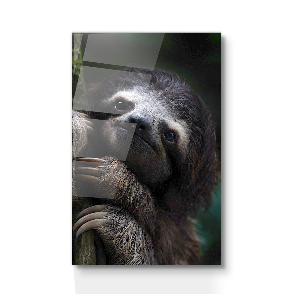 SLOTH GAZE